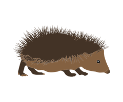 hedgehog-300px_1912339024